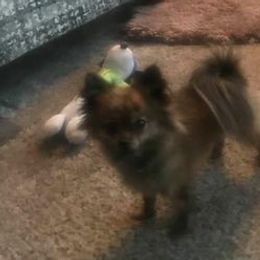 Yorkshire Terriers from Dee's Yorkies