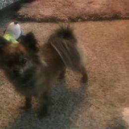 Yorkshire Terriers from Dee's Yorkies