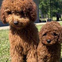Goldendoodles from Charli Jo's Golden Doodles
