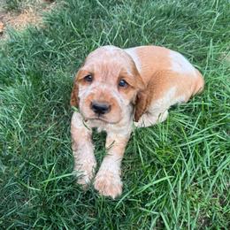 Fiona - Lemon and white female English Springer Spaniel puppy in Coeur D'alene, Idaho from Springer Hollow