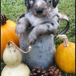 Aussiedoodle and Australian Shepherd Puppies from Faith, Feathers & FurBabies