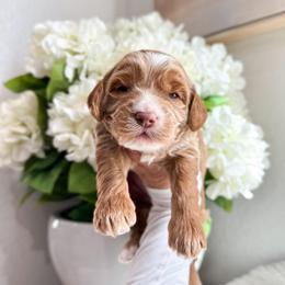Bambi - Caramel male Australian Labradoodle puppy in Palmdale, California from Pixie Doodle Paws