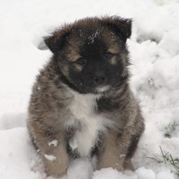 Icelandic Sheepdog Puppies from Valhalla Icelandic Sheepdogs