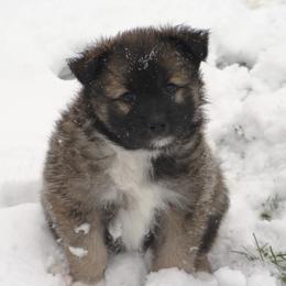 Icelandic Sheepdog Puppies from Valhalla Icelandic Sheepdogs