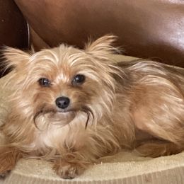 Chihuahua and Yorkshire Terrier All Grown Up from CoolMissLLC
