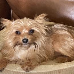 Chihuahua and Yorkshire Terrier All Grown Up from CoolMissLLC