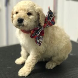Olde English Bulldogge and Poodle Puppies from Valors Clutch Bulldogges