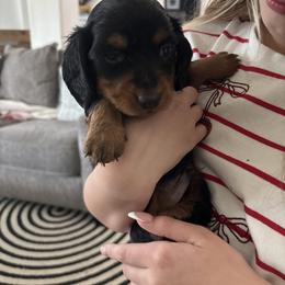 Hunter - Black and tan male Dachshund puppy in Tomball, Texas from Gutierrez House of Doxies
