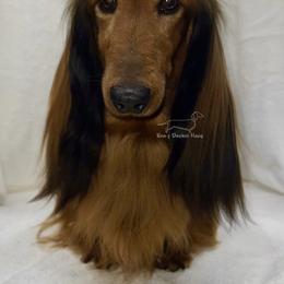 Fred - Dachshund