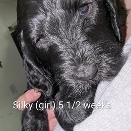 Silky - Black female Goldendoodle puppy in Vinton, Iowa from Doodles to Love