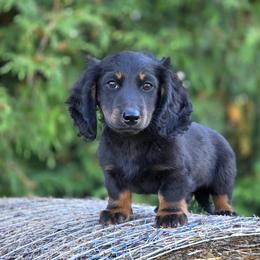 Reggie - Black and tan male Dachshund puppy in Crystal, Michigan from Mare-bella Dachshunds