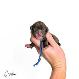 Griffin - Chocolate male Cavapoo puppy in Wamego, Kansas from Doodles of Oz