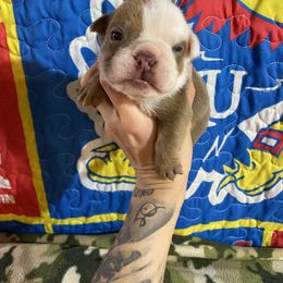 Lumber Jack - Fawn and white male Bulldog puppy in Topeka, Kansas from Midwest Monster Made Bulldogs