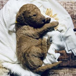 Goldendoodle Puppies from Zany Doodlez