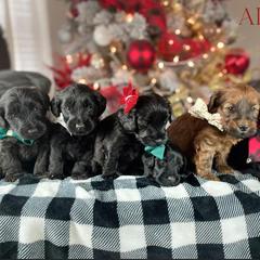Sheepadoodle and Whoodle Puppies from Aisling Pups