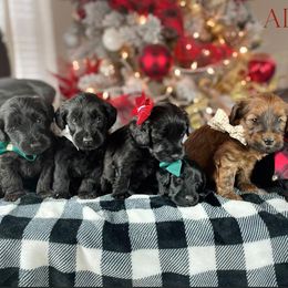 Sheepadoodle and Whoodle Puppies from Aisling Pups