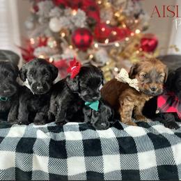 Sheepadoodle and Whoodle Puppies from Aisling Pups