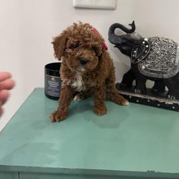 Lilly - Red  female Poodle puppy in Mint Hill, North Carolina from DoodleForever