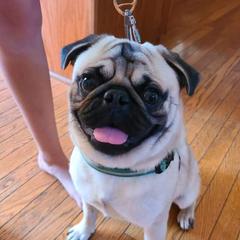 Jac-Jac - Pug
