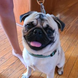 Jac-Jac - Pug