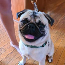 Jac-Jac - Pug