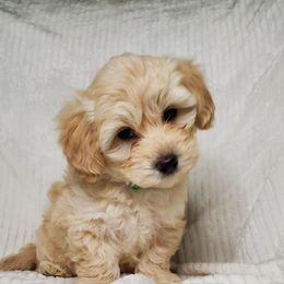 Boy 2 - Apricot Schnoodle puppy in Leitchfield, Kentucky from Eveleigh Acres Puppies