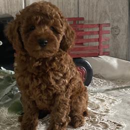 Hugo - Red  male Poodle puppy in Lagrange, Indiana from Heavn Sent Acres