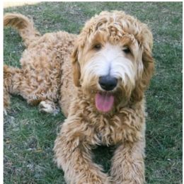 Ridley - Goldendoodle