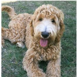 Ridley - Goldendoodle