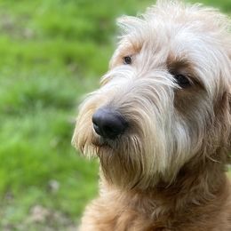 Paisley - Goldendoodle