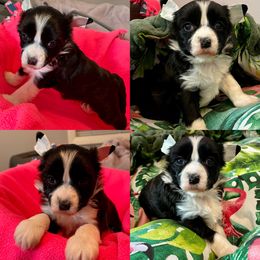 Biewer Terrier, Chinese Crested, and Yorkshire Terrier Puppies from FronkLinn Kennel