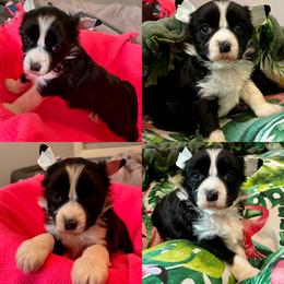 Biewer Terrier, Chinese Crested, and Yorkshire Terrier Puppies from FronkLinn Kennel