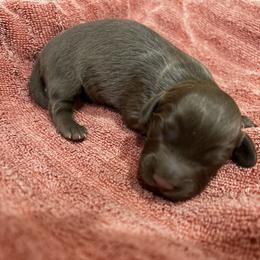 Boy 1 - male Dachshund puppy in Sheridan, Arkansas from Farmhouse Dachshunds