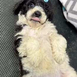 Bernedoodle, Goldendoodle, Labradoodle, and Pyredoodle Puppies from Oopsie Doodles of NC