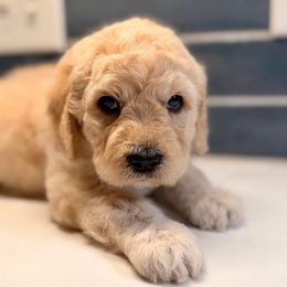 Balloon - Cream male Goldendoodle puppy in Silverdale, Washington from King Family Doodles