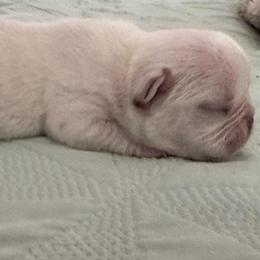Pearl - Cream female French Bulldog puppy in Riverview, Florida from The Frenchie Lady Co.