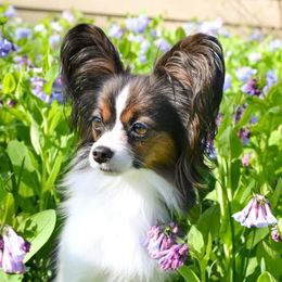 Tiara - Papillon