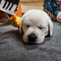 Labrador Retriever Puppies from The Labradors of Sycamore Farms