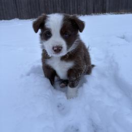 Clifford - White and red male Border Collie puppy in Centerton, Arkansas from Chappell Breeding