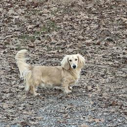 Max - Dachshund