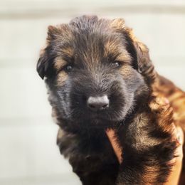 German Shepherd Puppies from Eisenkraft K9’s
