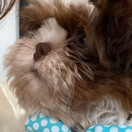 Shih Tzus from Henderson's Fur Babies