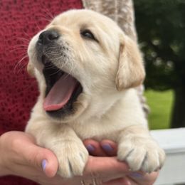 Sequoia - Yellow female Labrador Retriever puppy in Rochester, New Hampshire from Merrydale Labradors
