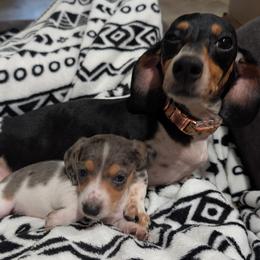 Dachshund puppies from Goldie Girls Ranch Dachshunds