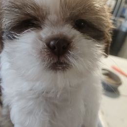 Ginger - Red and white female Shih Tzu puppy in Cook County, Illinois from My Tzu Crew