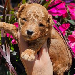 Hank - Apricot male Poodle puppy in Salem, Missouri from Meadowbrook Poodles