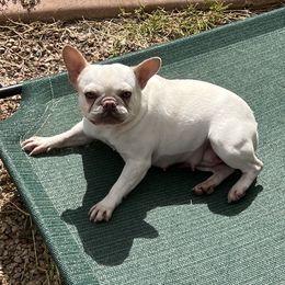 Chloe - French Bulldog