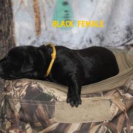 Labrador Retriever Puppies from Copper Creek Outfitters and Kennel