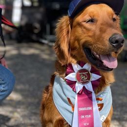 Ajax - Golden Retriever