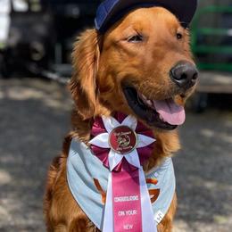Ajax - Golden Retriever